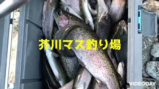 マス釣り爆釣編by芥川マス釣り場