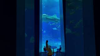 One of the most dreamy cafe in Japan - Churaumi Aquarium | 美ら海水族館の美しすぎるカフェ #shorts