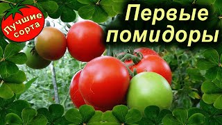 Какие помидоры созрели первыми (РАННИЕ СОРТА ТОМАТОВ)