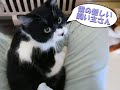 （この成猫は譲渡されました）動物愛護センターの取り組み21