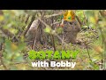 Botany with Bobby: King Bunny
