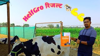 कलवड ते गाय - HeifGro हा एक उत्तम पर्याय 🐄💪💪#उद्योजक #दूध#shortvideo #trending #viral #music