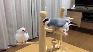 【文鳥】水浴び後の羽繕い。いつもケンカばかり😔