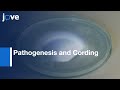 Pathogenesis and Cording of Mycobacterium Abscessus Study | Protocol Preview