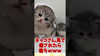 ネッコさん見て癒されたら寝ろ　#猫 #ねこ