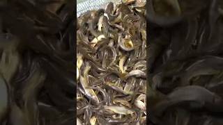 चिवण्यांचा पाऊस | शेवटची वलगण #shorts #viral #shortsvideo  Catfish | Valgan | Chivni