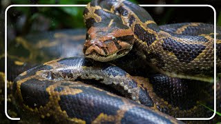 GIANT Python Spotted In Florida | Python Hunters