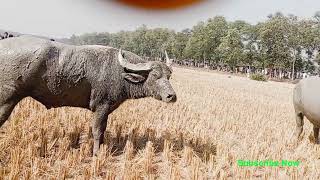 How to make buffalo business idea#buffalo চমৎকার মহিষের লড়াই