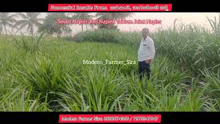 All Napier Cuttings Available @naturalfarmsira @modernfarmersira #viralvideo #villagelife