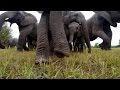 GoPro: Get Up Close With Wild Elephants