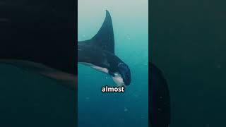 Encountering the Majestic Manta Ray: A Dive into Underwater Grace