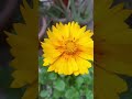 Coreopsis lanceolata|Beauty of Nature|My Winter Garden Tour| wintergardening |Nature|Winter flower