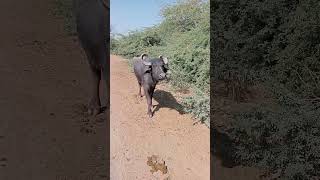 Mahesani Buffalo by Indigenous Indian Livestock Farming #indianlivestock