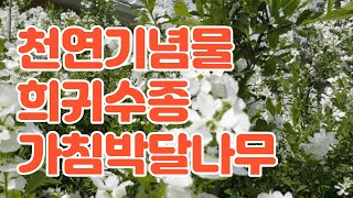 천연기념물 희귀수종 가침박달나무 꽃 / Exochorda serratifolia S. Moore