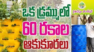 ఒక డ్రమ్ములో 60 రకాల ఆకుకూరలు | Sixty Varietys  Of leaf vegetables In One Barrel