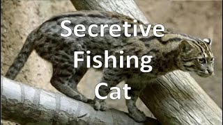 Secretive Fishing Cat (Binghamton Zoo)