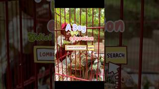 Lombok wildlife park. Keseruan melihat binatang