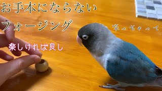 不器用な飼い主にはフォージングって難しい【ボタンインコのぶーちゃん】