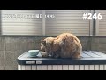 人知れず餌を食べて去っていく野良猫 246