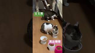 元野良猫のミミ男と多頭飼育崩壊現場出身の恵お嬢様のお食事と力関係