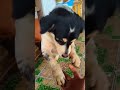 góc xúc động sorts dog