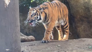 アサちゃんの様子をお届け【‎2024年‎12月24日】【上野動物園】スマトラトラ