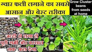 घर पर उगाएं ग्वार फली बिल्कुल आसानी से ।। 500% Germination/ ग्वार की खेती gawar fali ki kheti