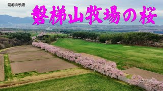 磐梯山牧場の桜 FUKUSHIMA JAPAN