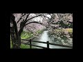 sakura 2021_4k_medium_fr30.mp4