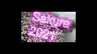 Sakura 2021_4K_MEDIUM_FR30.mp4