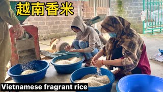 越南北部乡村大米超级香，小妹们都长胖了|The rural rice in northernVietnam is super fragrant, the girls have gainedweight