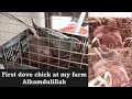 First dove chick at my farm | birds breed | birds farm | birds lover | birds cage #birds #birdlovers