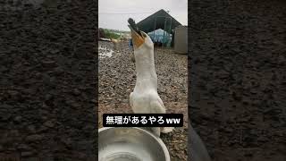 無理して魚を食べる鳥さん…