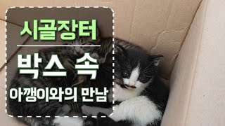 장터에서 새끼고양이 구조?? 길냥이