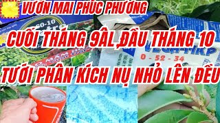 CUỐI THÁNG 9,ĐẦU THÁNG 10ÂL, BÓN PHÂN NPK ĐƠN GIẢN PHÙ HỢP KÍCH NỤ LÊN ĐỀU HIỆU QUẢ