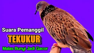 TEKUKUR LOKAL kuk 1 suara besar || SIULAN MERDU HAS MEMANGGIL 💯% BIKIN RAME