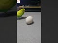 125 「卵では遊ばない」とウンチで返事をするインコ。