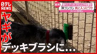 【なぜ】壊れた「デッキブラシ」にヤギが夢中！　愛知・豊橋