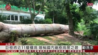 知本森林遊樂區 人力移除瀕死35米巨樹 2020-09-24 IPCF-TITV 原文會原視新聞