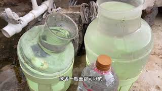 鸽子水壶加点料，能够有效的预防呼吸道毛滴虫，而且水壶不长苔