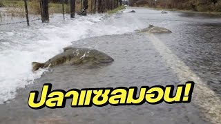 มุ่งมั่น ปลาแซลมอนพยายามว่ายน้ำข้ามถนนกลับไปวางไข่ | 06-12-59 | เช้าข่าวชัดโซเชียล