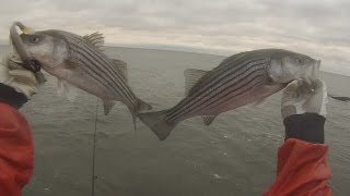 Insane Striper Action Surf Fishing Rhode Islands South Shore in November