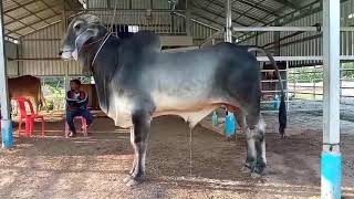 A BUKAV Best Cow 🐄គោបាល្អលេខ 1លោតមេមួយ125$ 093761235