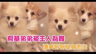 【Cute萌寵】柯基弟弟被主人為難了，博美哥哥及時挺身而出！