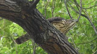 20191114 台南公園鳳頭蒼鷹獵食老鼠