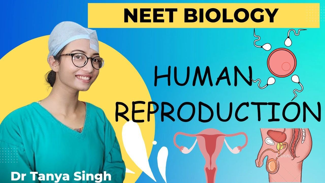 Human Reproduction -1 | MALE REPRODUCTIVE ORGAN |#Biology Class 12th # ...