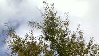 Fast growing Willow oak is a Louisiana Super Plant Super