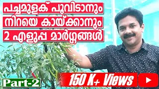 പൂക്കാത്ത പച്ചമുളക് ധാരാളം പൂവിടാനും പൂവ് കൊഴിയാതിരിക്കാനും 2 എളുപ്പ മാർഗ്ഗങ്ങൾ | Chilly Farming