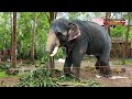 അമ്പാടി ബാലനാരായണൻ 🔥ambadi balanarayanan kerala elephant