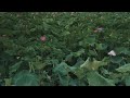 walking in daguan pavilion，lotus blooming season. kunming yunnan china 荷花盛开的时节漫步大观楼 4k